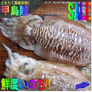 季節限定「甲烏賊4kg」お刺身用、高級珍味　山陰境港産