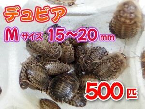 【送料無料】 デュビア Mサイズ 1.5～2.0cm 500匹 紙袋配送 アルゼンチンモリゴキブリ 肉食熱帯魚 爬虫類 両生類 [2809:broad]