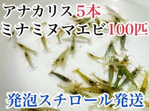 発泡スチロール発送 アナカリス5本＋ミナミヌマエビ100匹 水草