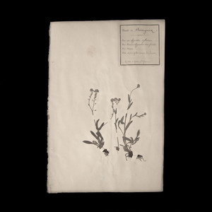 植物の標本 8, 欧州, 19世紀.（フランス 押し花 植物 花 ボタニカル アート 芸術 美術 アンティーク 古道具 絵画 素描）