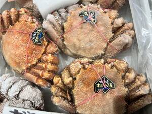 冷凍 毛ガニ 1尾 約１kg 北海道＆オホーッツ産 カニ 蟹 かに 贈り物　特大ザイズ