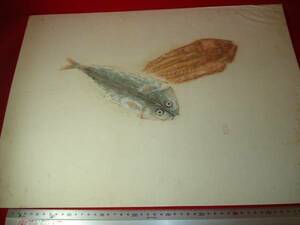 ★【逸品堂】★ 潮可 作品 カラー魚拓 絵 画 1点物 珍品 額装 軸装 拓本/G 昭和レトロ 置物 飾り物 芸術品 珍品 逸品 美品 ノベルティー