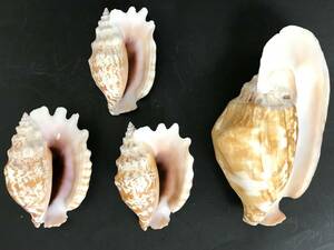 M318 貝殻 標本 貝 ゴホウラ×1 約175㎜ ヒメゴホウラ×3 約115㎜ 2種類4個セット