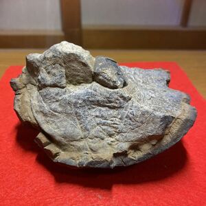 馬蹄石　化石[2枚貝] 鑑賞石 化石標本