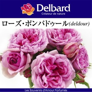 送料無料　ローズ ポンパドゥール　新苗4号鉢　　鉢植え バラ 薔薇 デルバール フレンチローズ