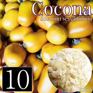 ココナ 新鮮種子×10[トロピカルベジタブル] Solanum sessilifolium