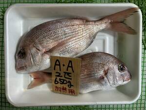 【1000円スタート】【和歌山産】　天然真鯛　（2匹650ｇ）加熱用　冷凍　A-A
