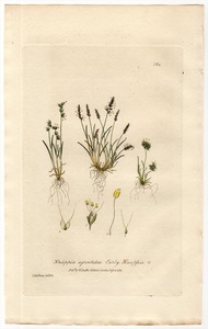 1837年 Baxter 手彩色 銅版画 Pl.184 イネ科 ミボラ属 KNAPPIA AGROSTIDEA