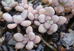 【カット苗ひとつ】だるま秋麗　多肉植物　寄せ植え 　