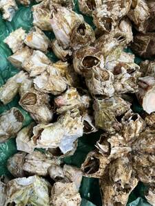 稀少なため、入荷がなくなり次第終了となります！稀少 天然 フジツボ貝 １kg 青森県の特産品 蒸し煮 直焼き