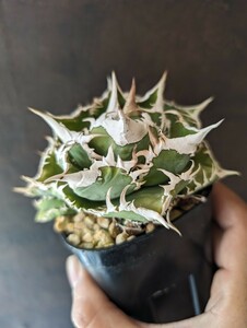 【AGAVE TITANOTA sierra mixteca extra white thorn】アガベ　チタノタ　大サイズ子株