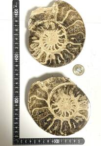 AMMONITE アンモナイト モロッコ産　一対型　重さ:約1,116ｇ（約571g +約545g）