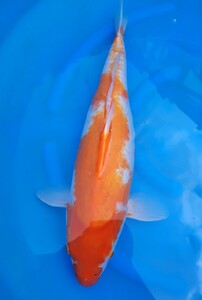 濾過設備の無い庭池に是非!! 北陸の地下水で育った昔ながらの錦鯉です。落葉しぐれと、紅白から産まれた、紅白約43センチ 五歳 メス