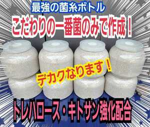 大型クワガタ羽化専用☆2300mlスーパービック☆ヒマラヤひらたけ菌糸瓶☆特殊アミノ酸強化配合！ギネス狙いに！中がよく見えるクリアボトル