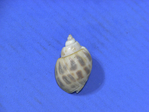 貝の標本 Babylonia species 33mm.w/o. 台湾