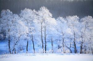 フリー画像 素材 雪景色 即決 1円 ⑲