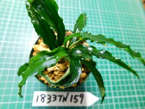 ◎1833TN159　 (自家栽培）水草　ブセファランドラ　Bucephalandra sp. ジャイアンベルベット②