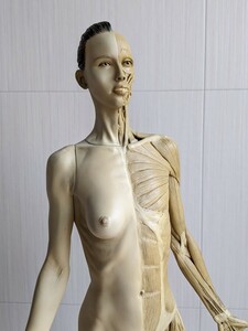 AnatomyTools　人体模型 裸婦 女性　アナトミーツールズ　Female 1:3 Flesh / Anatomy　人体模型　高さ約60