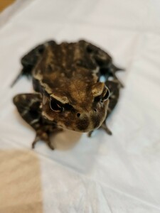 アズマヒキガエル ヒキガエル 蛙 カエル かえる 蟇蛙 ひきがえる 約11センチ オス よく鳴く男の子