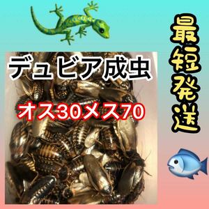 ☆成3.7☆送料無料☆デュビア成虫 ♂30 ♀70 100匹☆死着保証10%☆