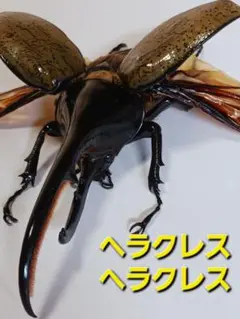 カブトムシ　クワガタ　ヘラクレス　標本　昆虫　オオカブト