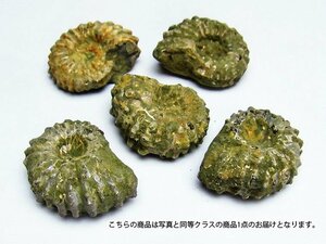誠安◆天然石最高級品アンモナイト化石[T854-4]