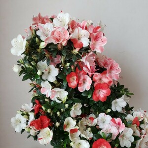 『四季の夢』花の綺麗な紅姫 樹高48㎝ 樹幅50㎝ 幹回り11㎝ 皐月盆栽