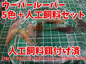 【死着保障あり】餌付け済ウーパールーパー５色＋人工飼料25gセット（全長5cm程度）