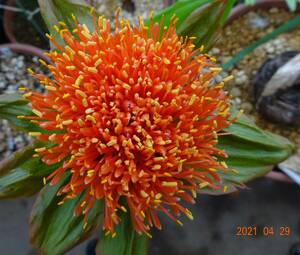 スカドクサス・プ二セウス　Scadoxus puniceus　分球苗