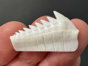 サメ 歯 現生 カグラザメ [SG42] サメの歯 鮫の歯 鮫 牙