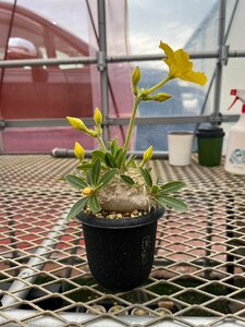 パキポディウム エニグマチカム【16】 Pachypodium enigmaticum 実生 塊根 コーデックス 多肉植物●国分グリーンファーム