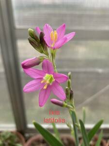 イキシア・ラチフォリア　Ixia latifolia 大1球・小1球