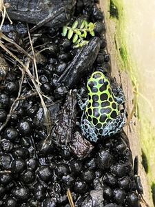 ヤドクガエル　バリアビリスサザン［ 単体］