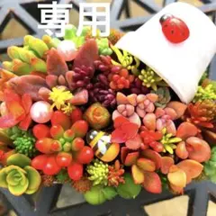 そのまま飾れる多肉植物寄せ植え　こぼれ鉢