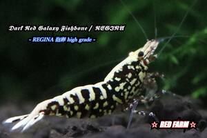 【RED FARM】 特選 ★ Dark Red Galaxy Fishbone ： REGINA pair ★ 抱卵個体含 ★ No,1