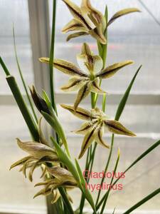 グラジオラス・ヒアリヌス　Gladiolus hyalinus 　1年球５球