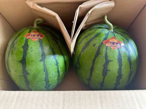 【送料無料1円スタート☆☆☆】熊本植木産 春だんらんor羅皇ザ・スウィート 3.5～4.5kg(2玉入) 家庭用