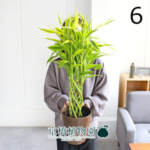 【現品】ミリオンバンブー・ゴールド 6号（6）Dracaena sanderiana