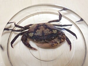 残りわずか 激レア ラオス産 タガニの仲間 不明種？ ペア 期間限定特価