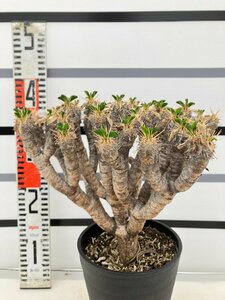 5504 「多肉植物」ユーフォルビア ギラウミニアナ大 植え【Euphorbia guillauminiana・発根・発芽開始】