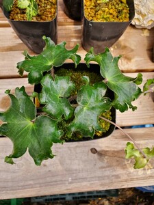 雪割草　ししばのエリマキ花原種 