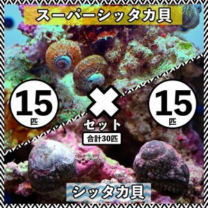 【各15匹 合計30匹】シッタカ貝×スーパーシッタカ貝　コケ取り貝セット　海水魚　生体