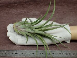 Tillandsia seleriana x T.velutina チランジア・セレリアナxベルティナ●エアプランツTI