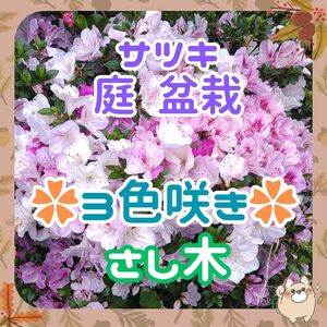 F◆3色咲◆サツキ皐月挿し穂(根なし)x5本(左側)②◆ピンク濃淡白3種咲　鉢植え地植え盆栽作りに