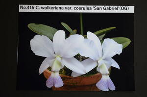 No.415　洋蘭　原種 カトレア　花付　C. walkeriana var.coerulea`San Gabriel (OG)