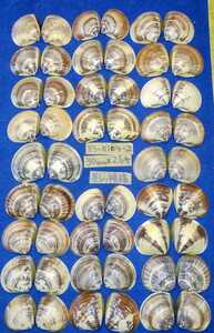 蛤　YS−0104−2　美しい模様　30mm26個　江戸前　貝合わせ　貝覆い　ハマグリ　貝殻　標本　材料