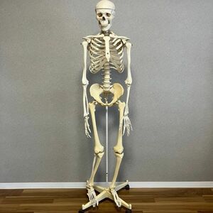 GBb750D＠ 直接引取限定 人体模型 骨格模型 骨 等身大 身長約166cm 骨格モデル 全身骨格模型 実物大キャスター付 整体 病院