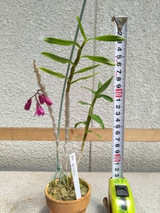 洋蘭　デンドロ　Den.miyakei　コンパクトタイプ　現在開花中
