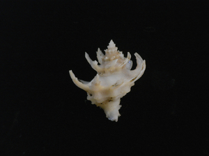 貝の標本 Babelomurex diadema 22mm.w/o.