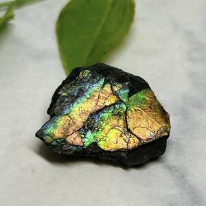 【E8720】 アンモライト アンモナイト 化石 カナダ産 虹色 レインボー パワーストーン
